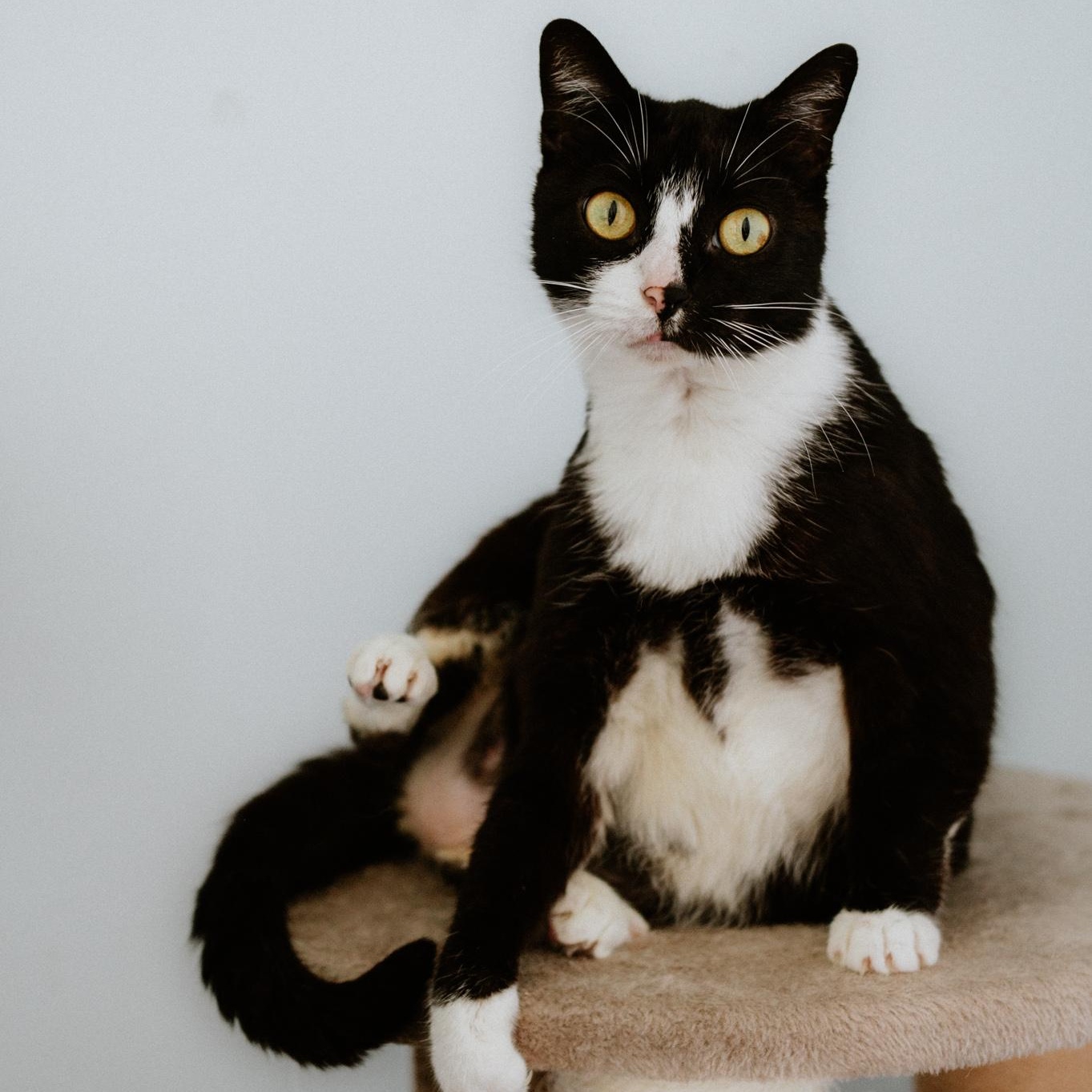 Enlarge Papito, a Adoptable Domestic Short Hair in Mission, BC image 4/6