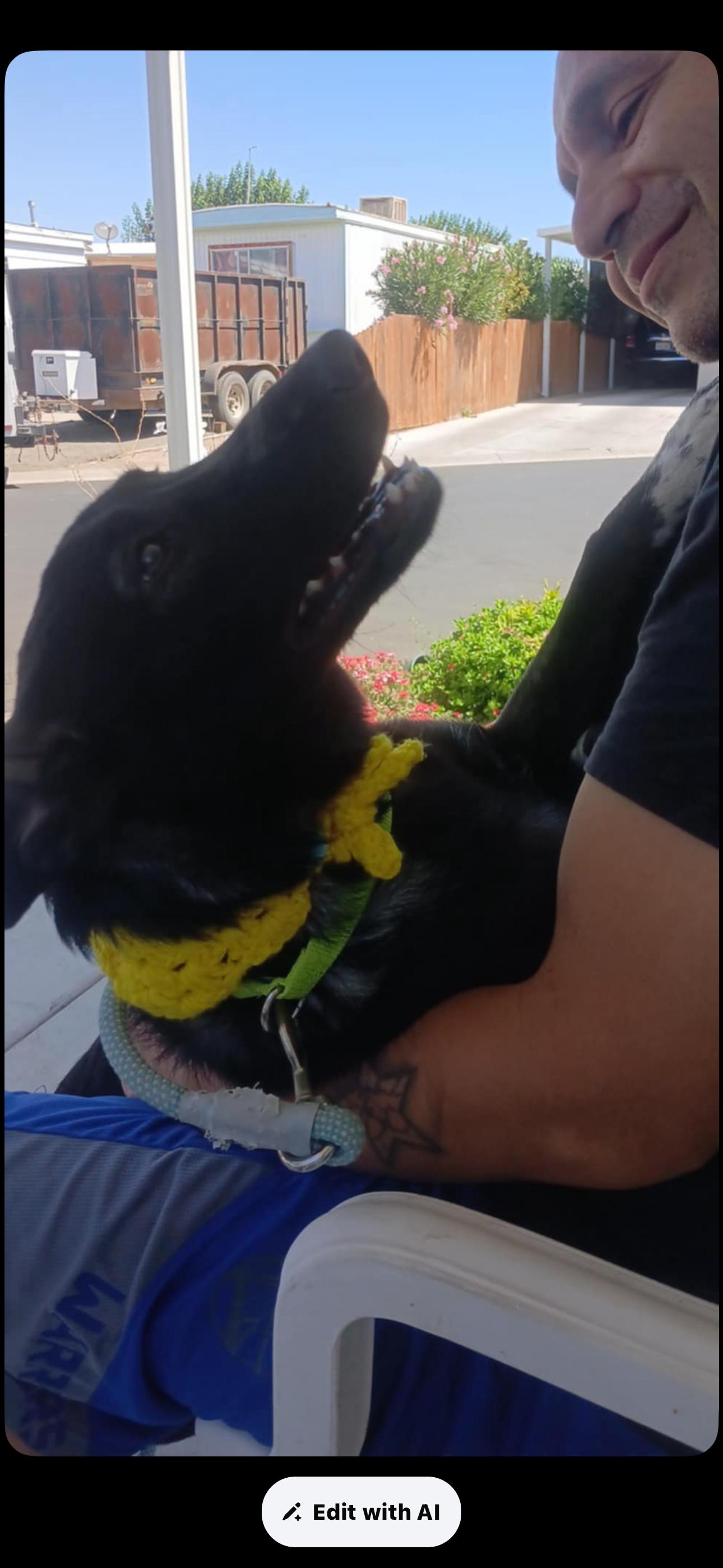 Bonnie, a Adoptable mixed breed in Cottonwood, CA image 2/5