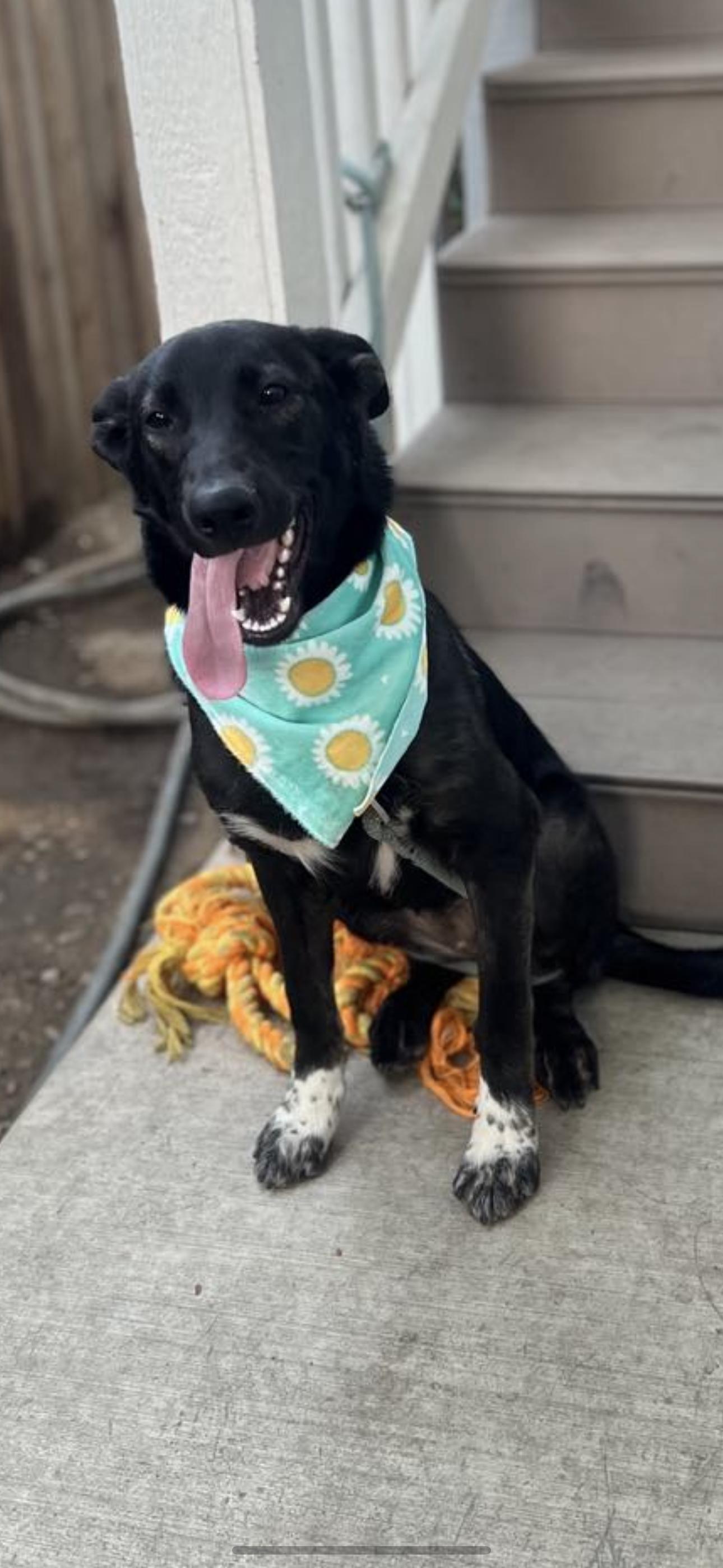 Bonnie, a Adoptable mixed breed in Cottonwood, CA image 3/5