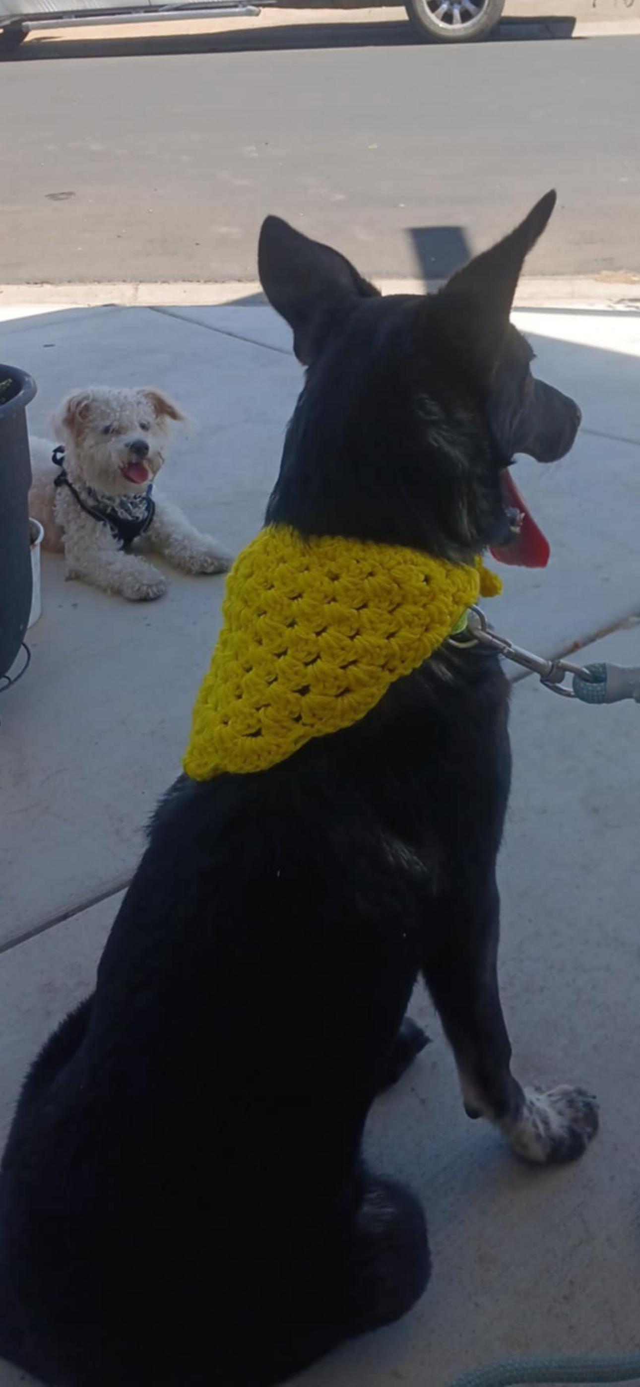 Bonnie, a Adoptable mixed breed in Cottonwood, CA image 4/5