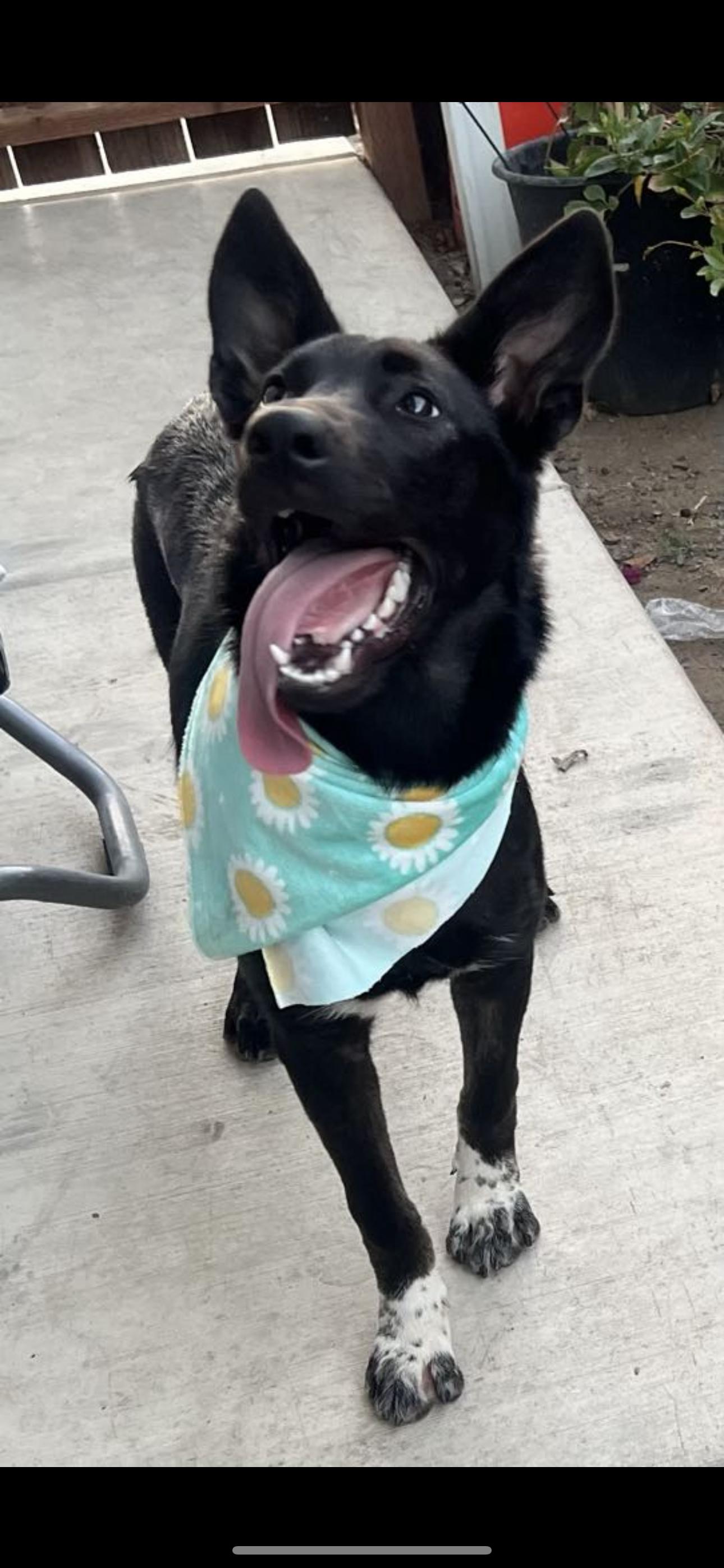 Bonnie, a Adoptable mixed breed in Cottonwood, CA image 5/5