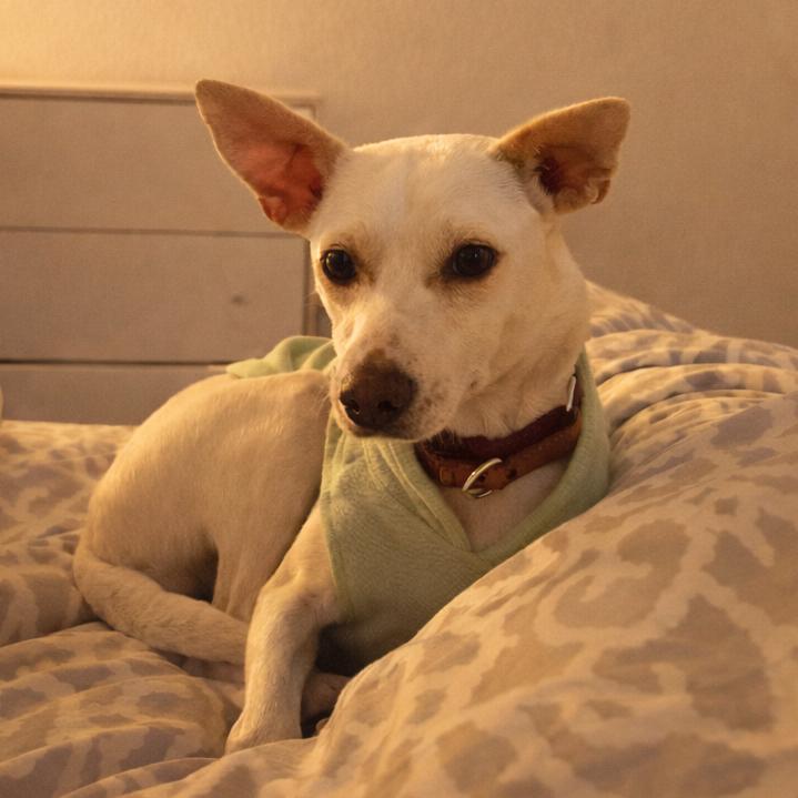 Nougat, Adoptable, Young Female Jack Russell Terrier.