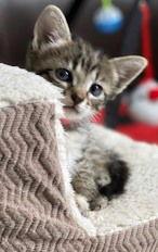 Ruby, Adopted, Kitten Female Domestic Short Hair & Tiger.