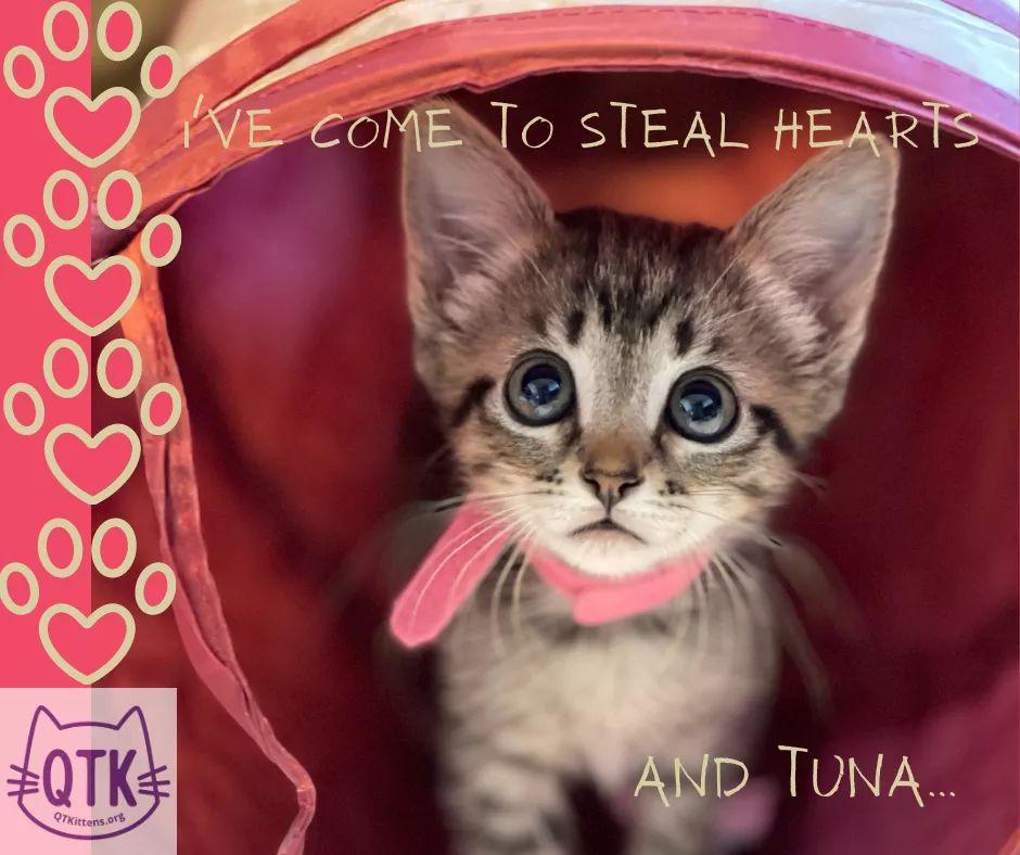 Ruby, a Adopted mixed breed in Naples, FL image 2/2