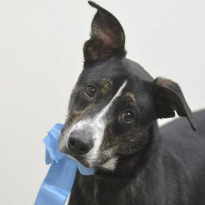 Enlarge Trevor, a Adoptable Shepherd in Lake Havasu City, AZ image 1/1