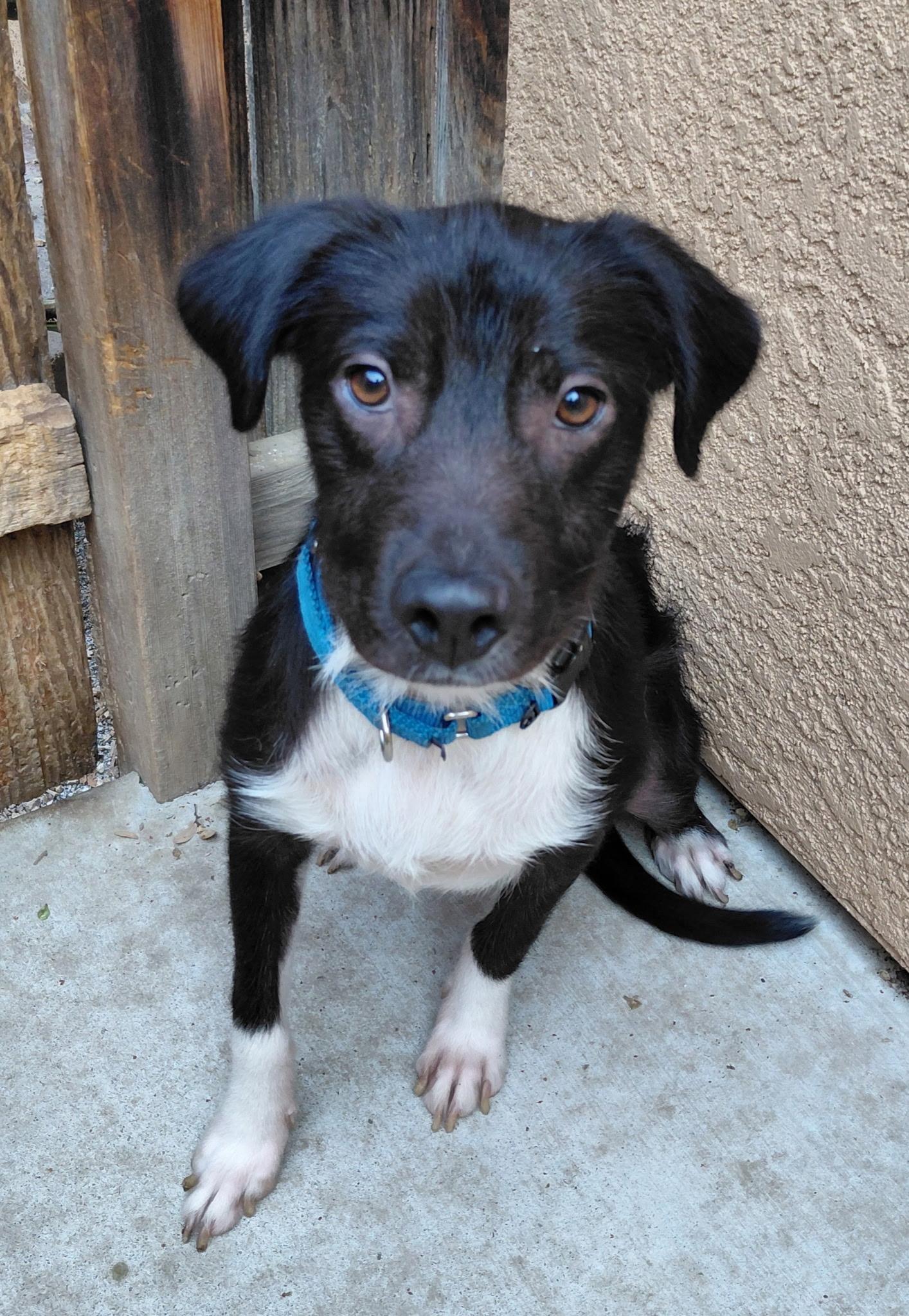Rina, Adopted, Young Female Border Collie & Labrador Retriever.