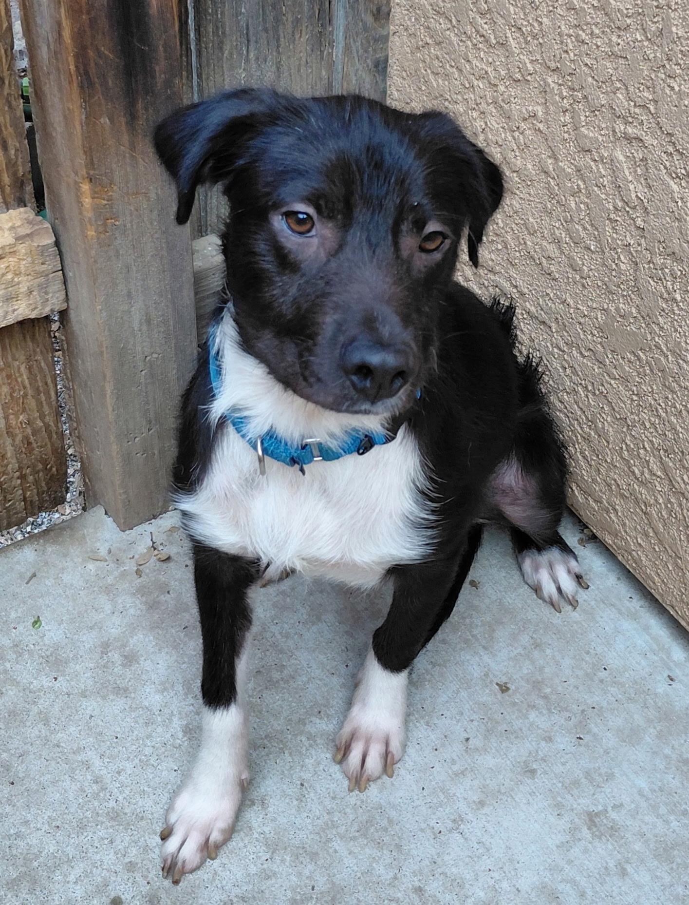 Rina, a Adopted mixed breed in Oakland, CA image 3/4