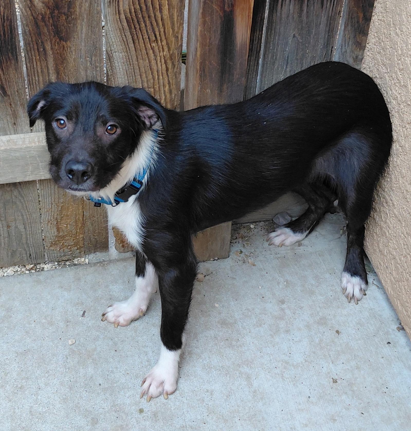 Rina, a Adopted mixed breed in Oakland, CA image 4/4