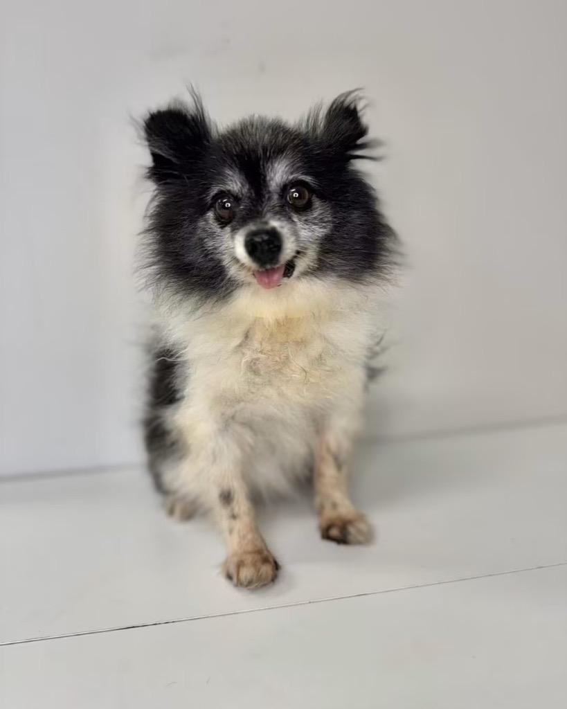Enlarge Cricket, a Adoptable Pomeranian in Claremore, OK image 1/2