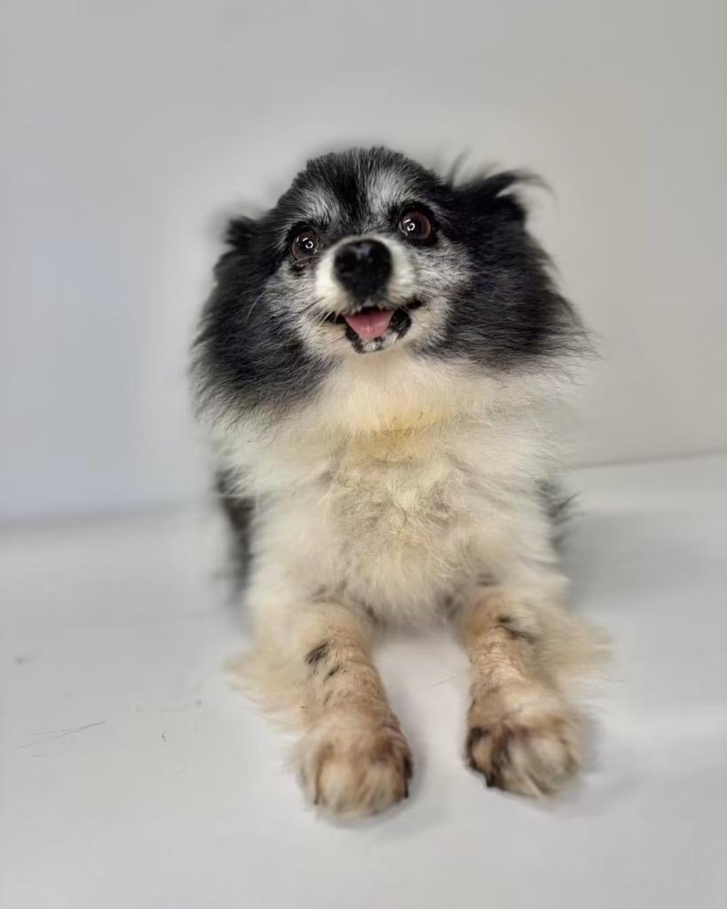 Enlarge Cricket, a Adoptable Pomeranian in Claremore, OK image 2/2