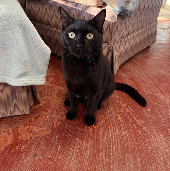 Ricky, Adoptable, Young Male Domestic Short Hair.