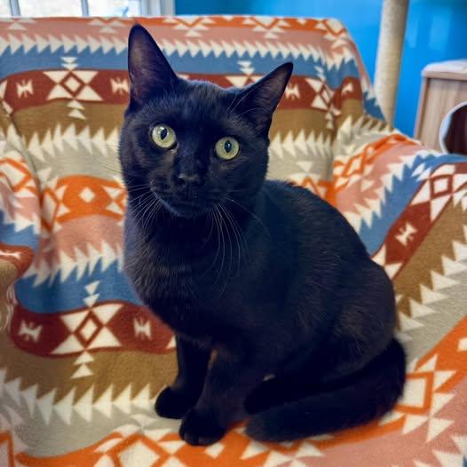 Enlarge Ricky, a Adoptable Domestic Short Hair in Stone Mountain, GA image 2/3