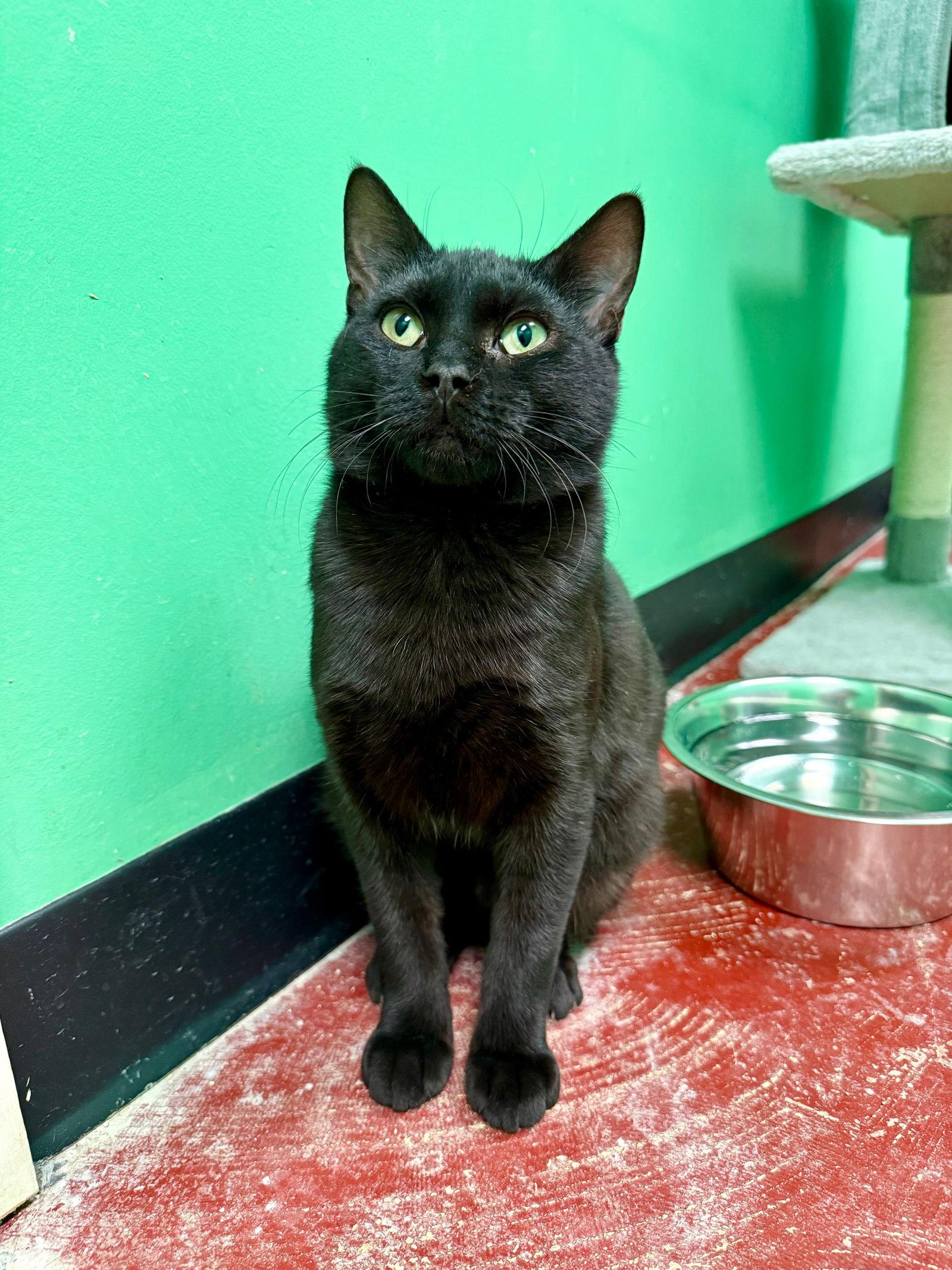 Ricky, a Adoptable Domestic Short Hair in Stone Mountain, GA image 2/3