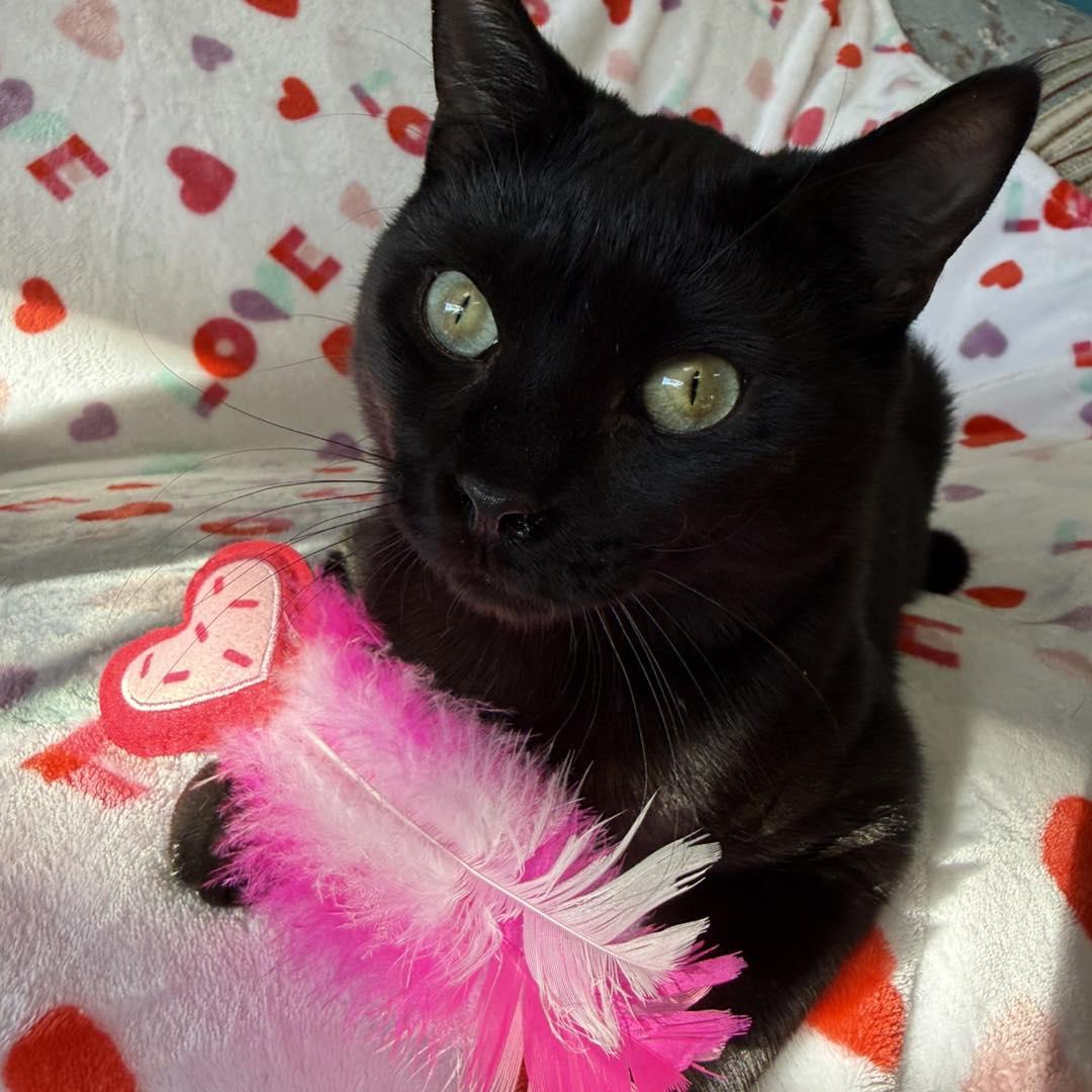 Enlarge Ricky, a Adoptable Domestic Short Hair in Stone Mountain, GA image 1/3