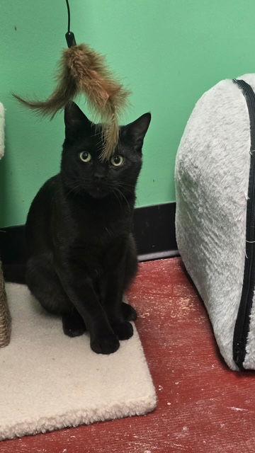 Ricky, a Adoptable Domestic Short Hair in Stone Mountain, GA image 3/3