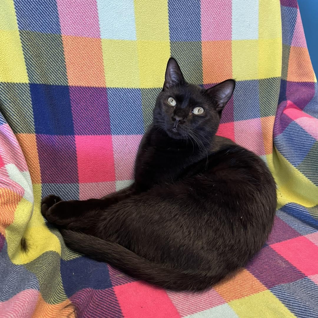 Enlarge Ricky, a Adoptable Domestic Short Hair in Stone Mountain, GA image 2/3