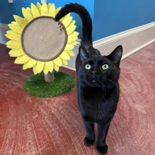 Enlarge Ricky, a Adoptable Domestic Short Hair in Stone Mountain, GA image 2/3