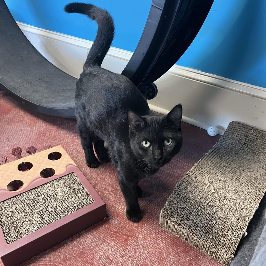 Enlarge Ricky, a Adoptable Domestic Short Hair in Stone Mountain, GA image 3/3