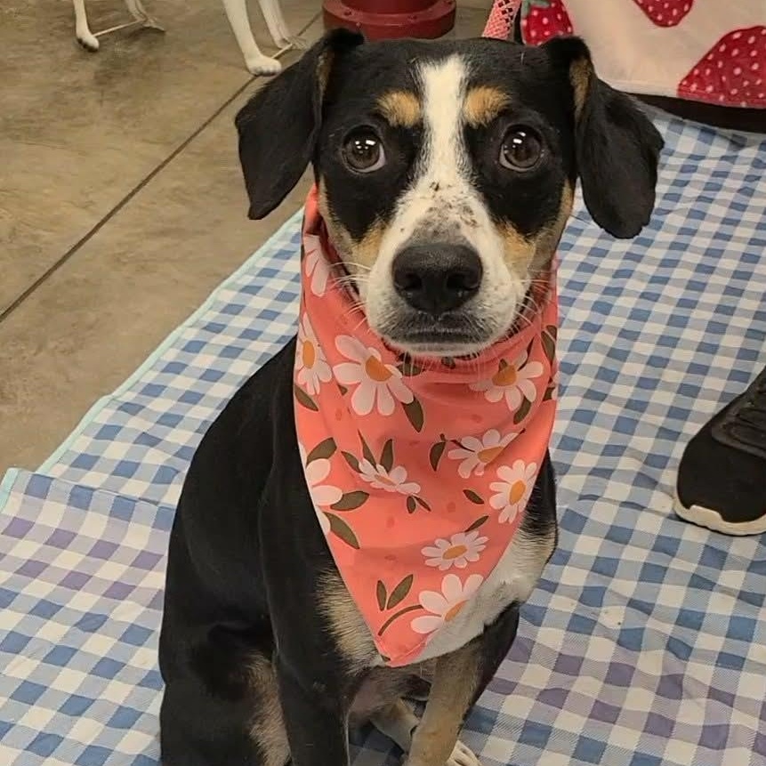 Enlarge Macaroni, a Adoptable mixed breed in Woolwich, ME image 4/4