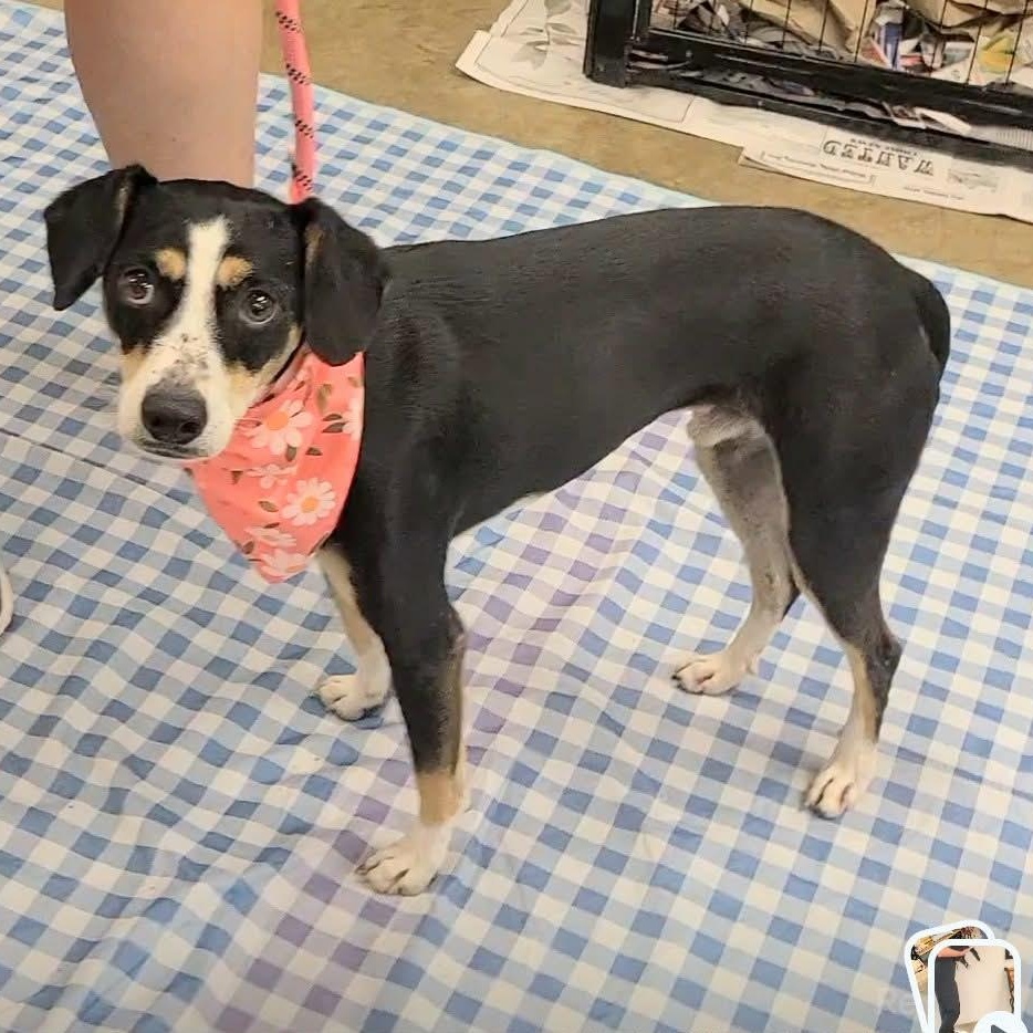 Enlarge Macaroni, a Adoptable mixed breed in Woolwich, ME image 1/4