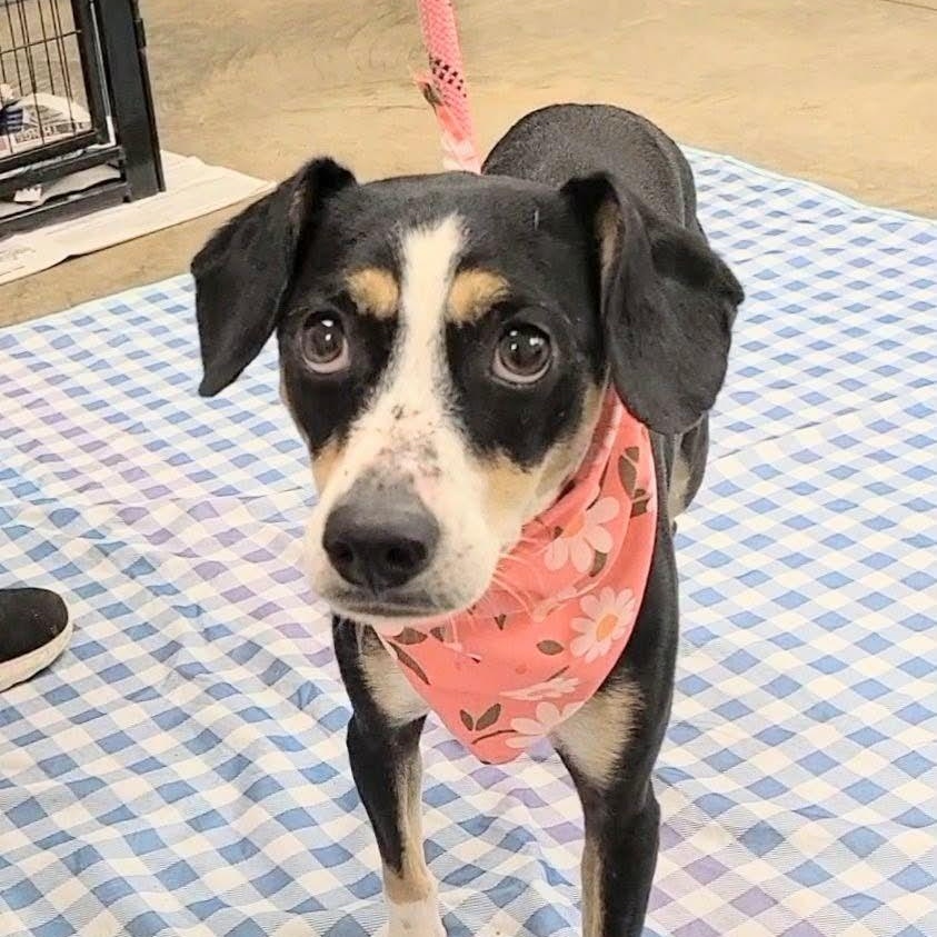 Enlarge Macaroni, a Adoptable mixed breed in Woolwich, ME image 3/4