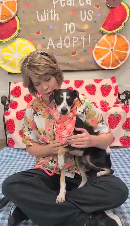 Enlarge Macaroni, a Adoptable mixed breed in Woolwich, ME video 2/4