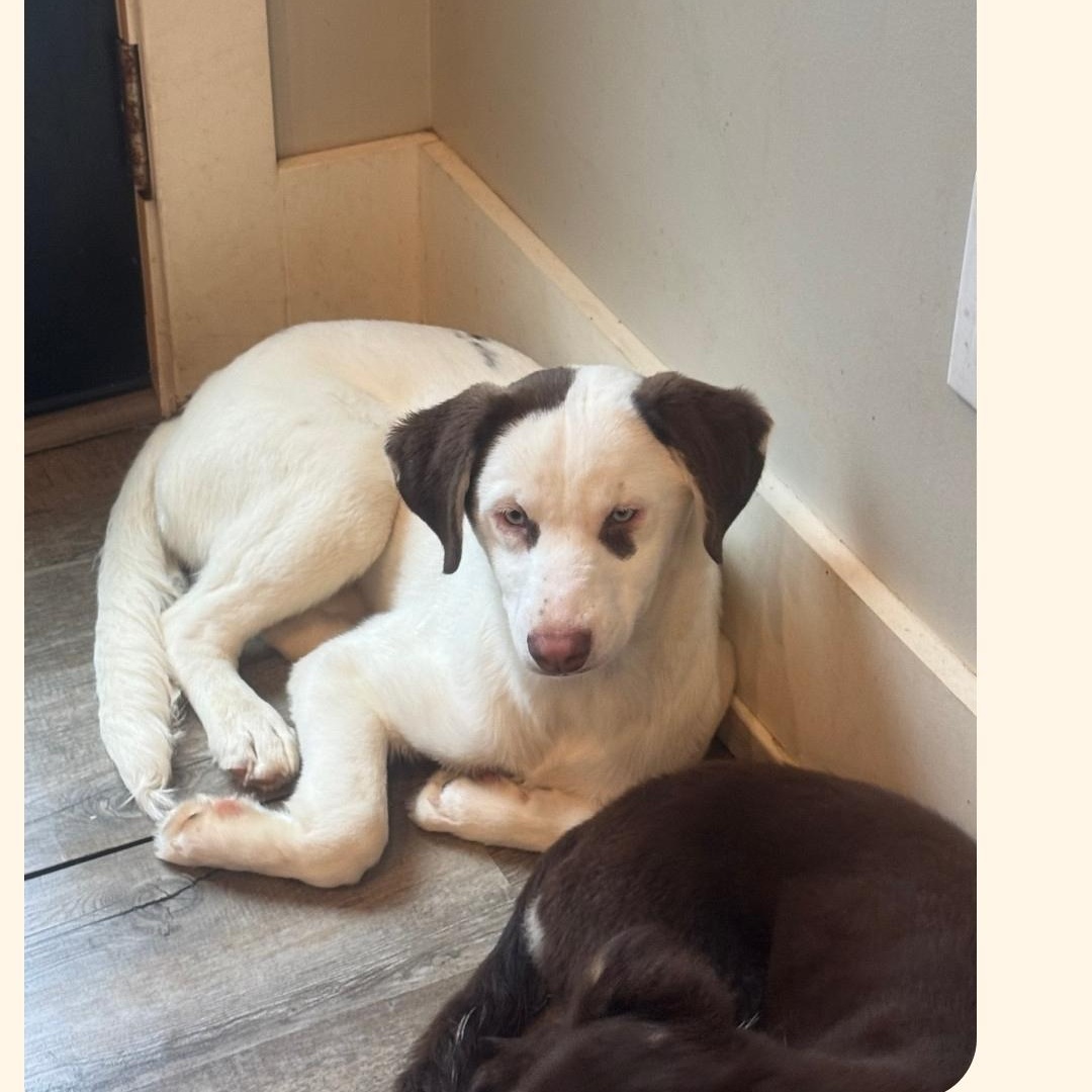 BIANCA, Adoptable, Puppy Female Husky & Standard Poodle.