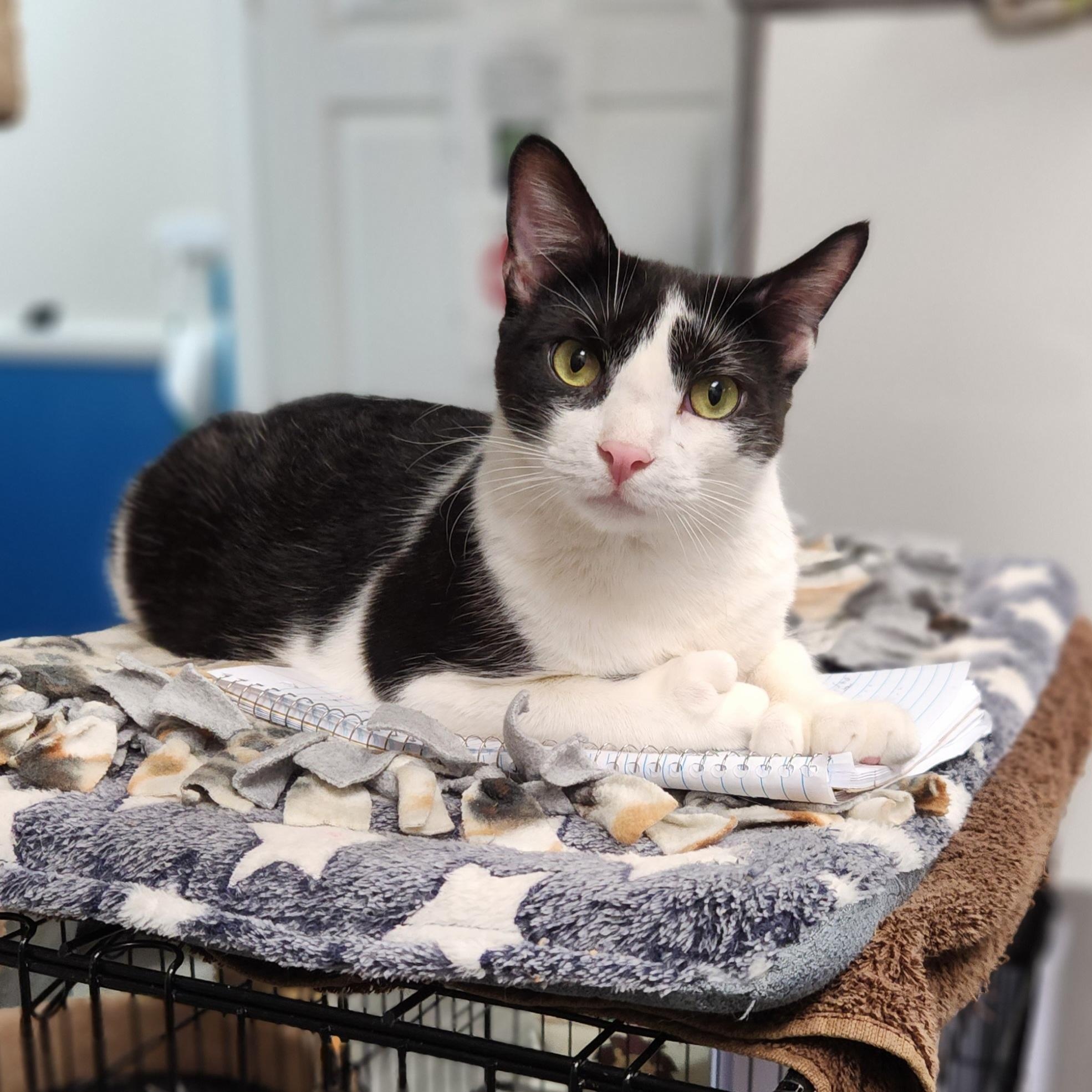 Enlarge Brad, a Adoptable Domestic Short Hair in Stanhope, NJ image 2/5