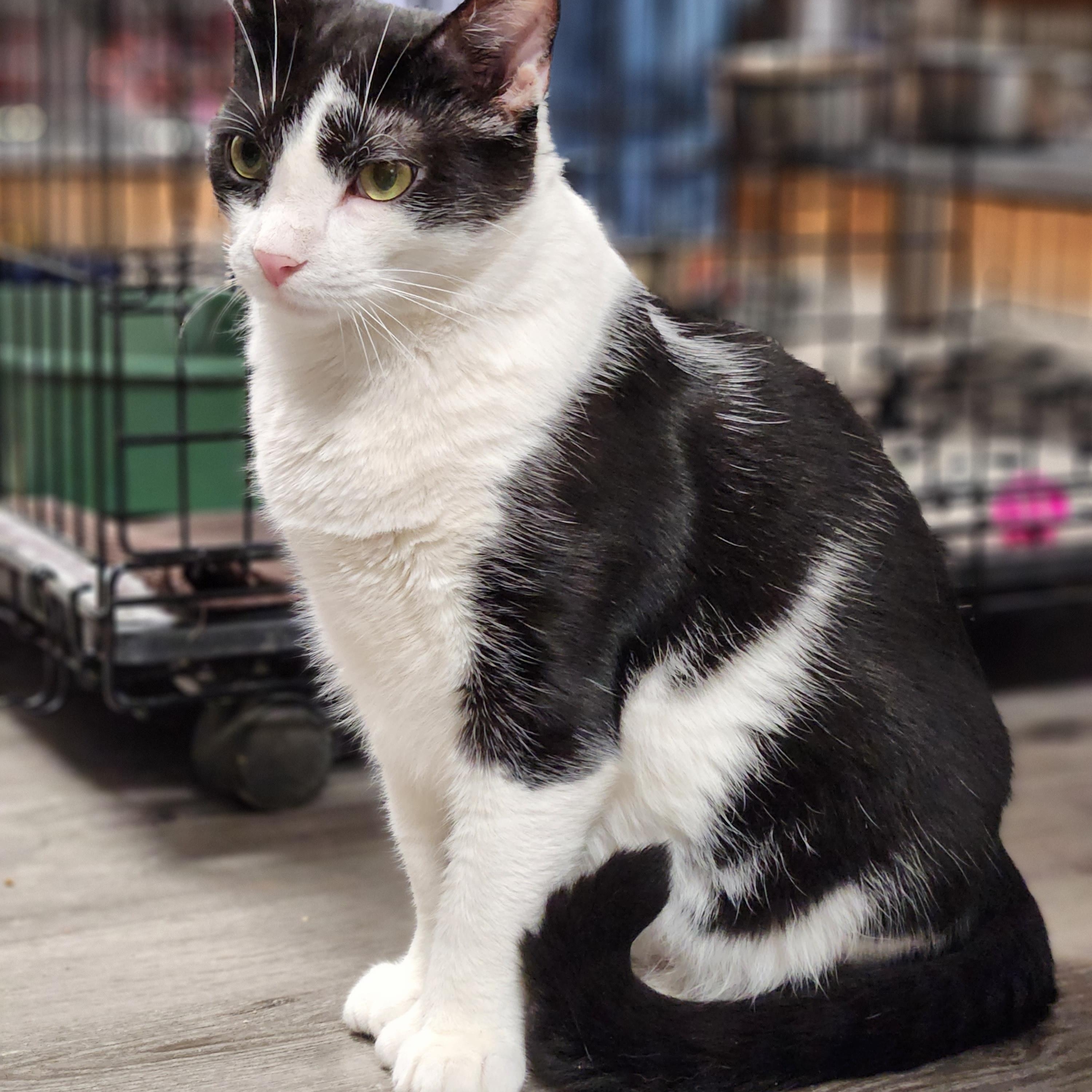 Enlarge Brad, a Adoptable Domestic Short Hair in Stanhope, NJ image 1/5