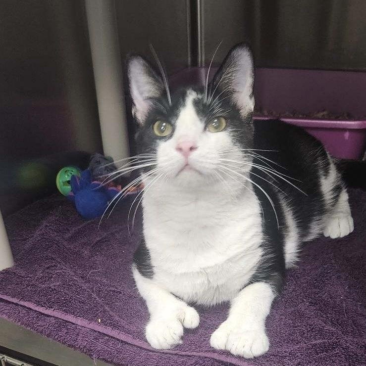 Enlarge Brad, a Adoptable Domestic Short Hair in Stanhope, NJ image 2/2