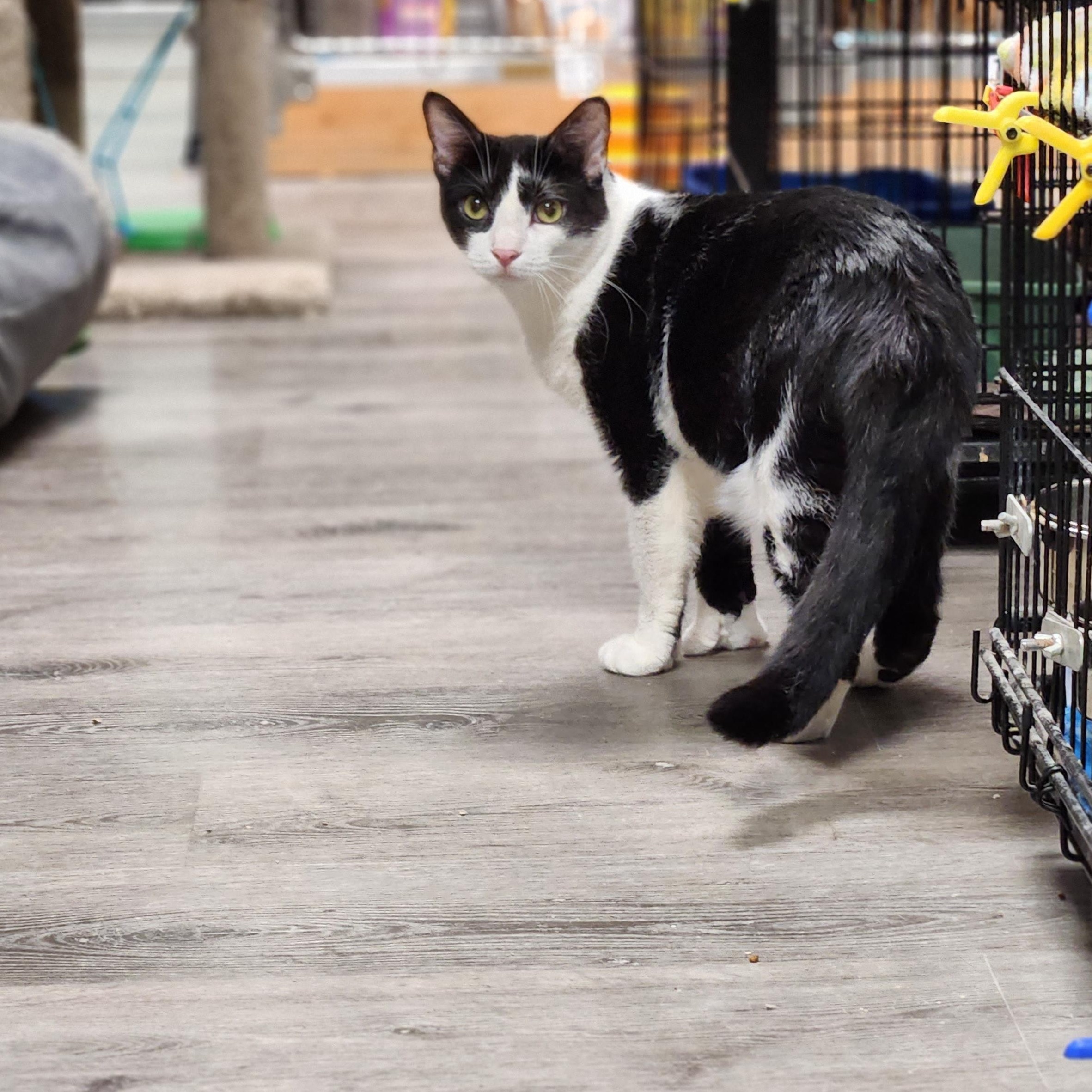 Enlarge Brad, a Adoptable Domestic Short Hair in Stanhope, NJ image 3/5