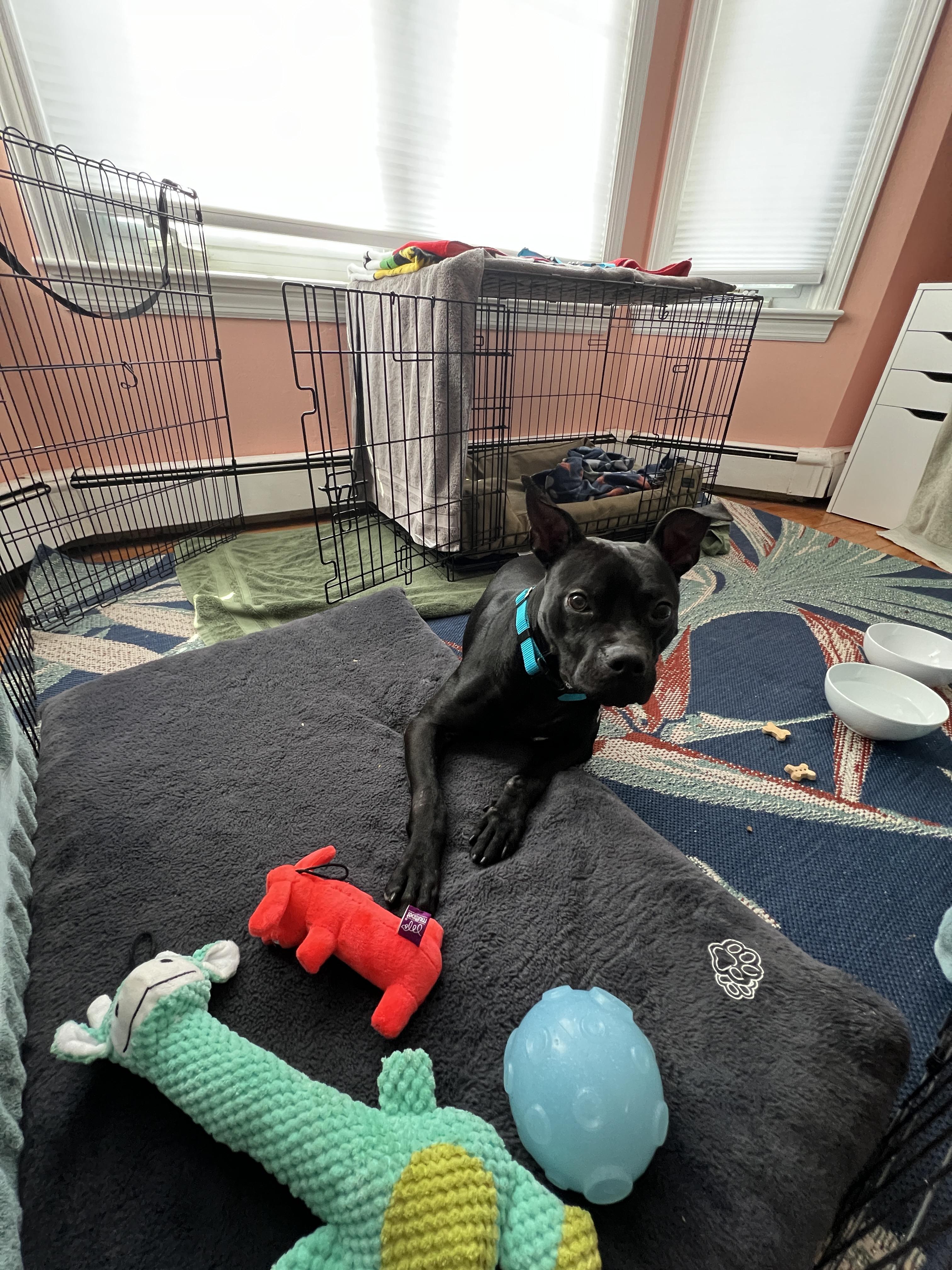 Enlarge Foster needed Barnacle, a ADOPTABLE mixed breed in Oceanport, NJ image 3/4