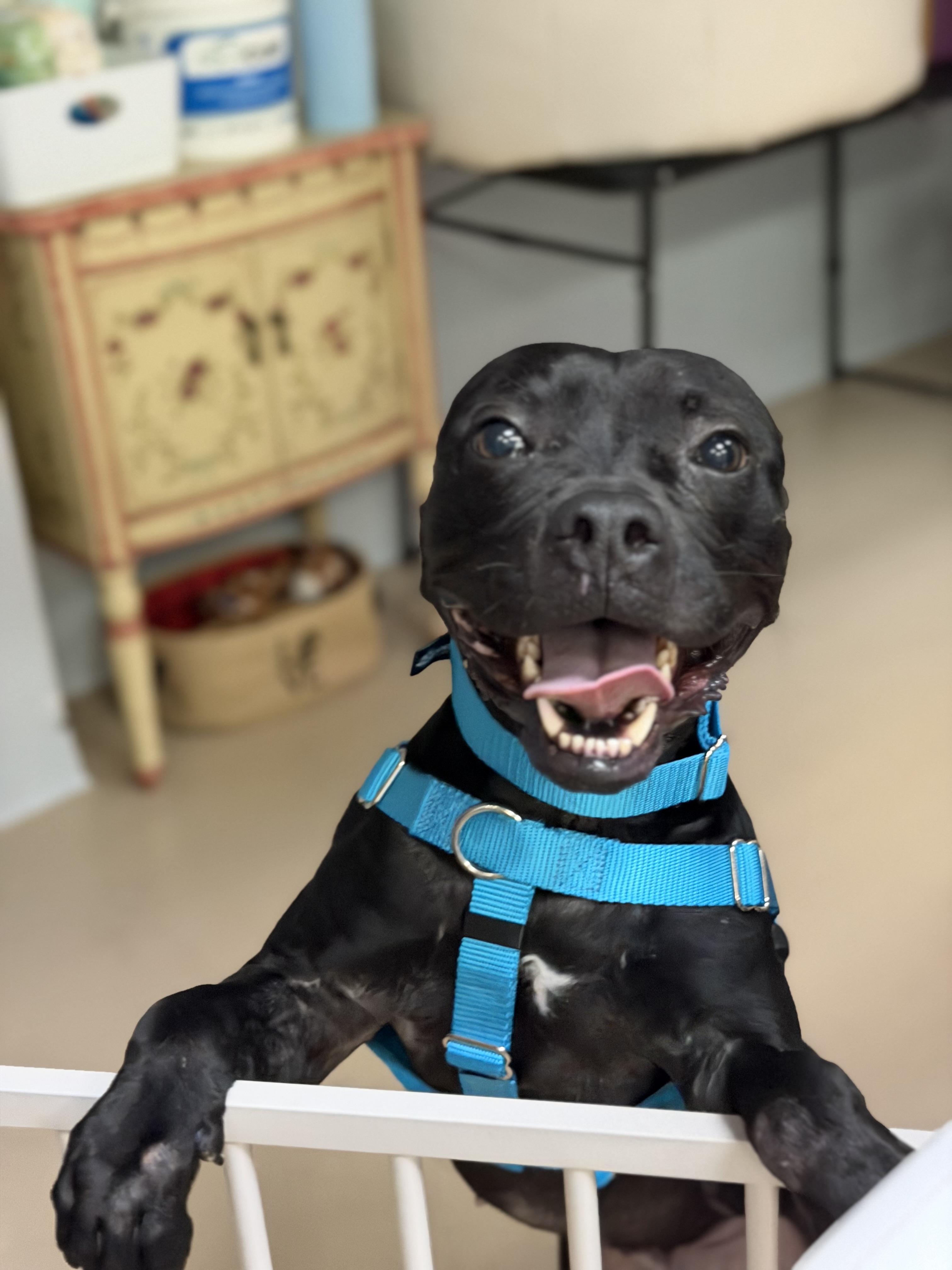 Foster needed Barnacle, ADOPTABLE, Adult Male Pit Bull Terrier & American Staffordshire Terrier.