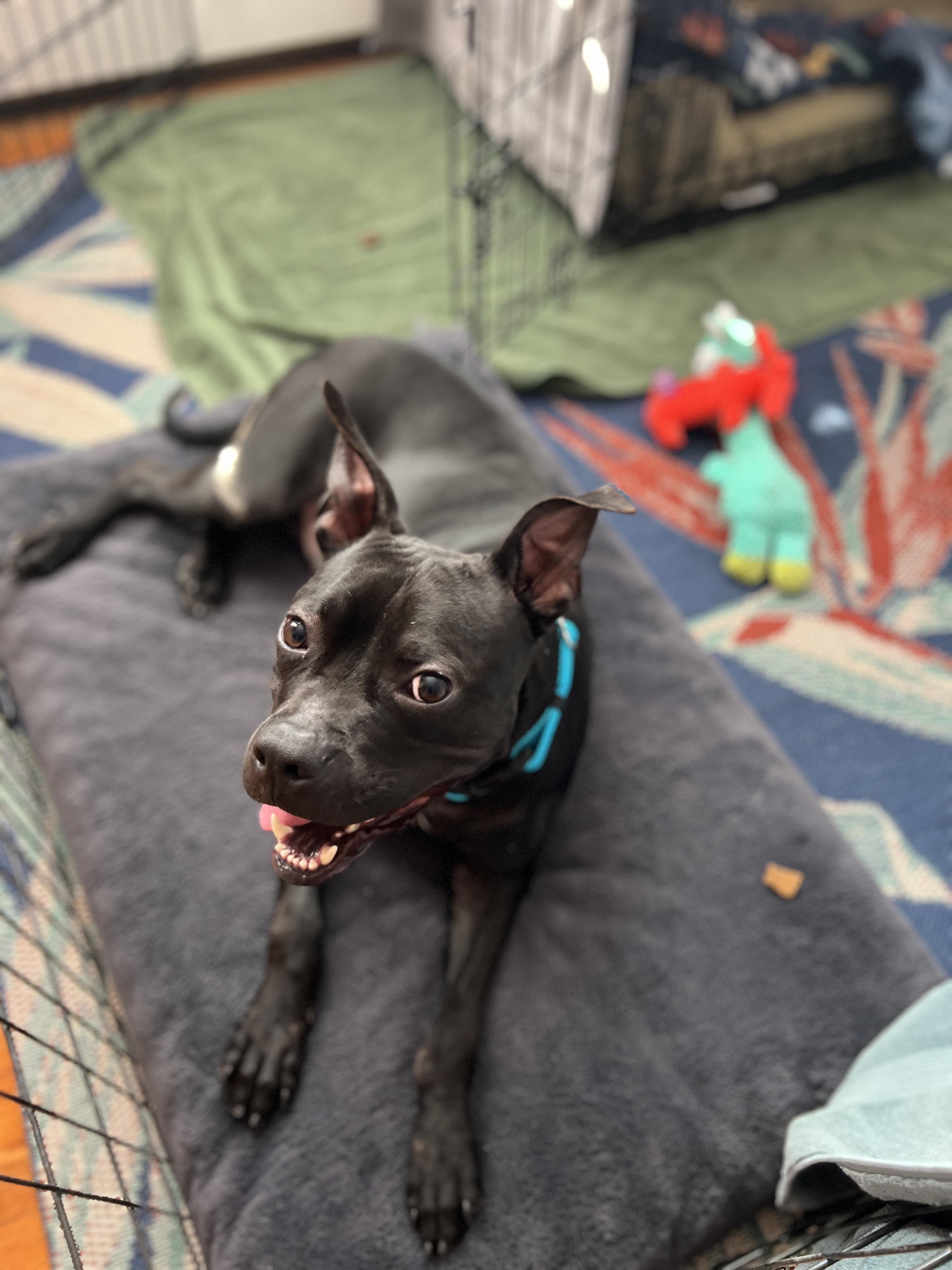 Enlarge Foster needed Barnacle, a ADOPTABLE mixed breed in Oceanport, NJ image 2/4