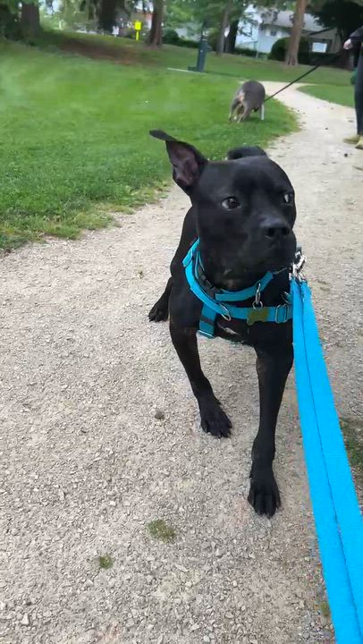 Enlarge Foster needed Barnacle, a ADOPTABLE mixed breed in Oceanport, NJ video 4/4