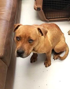 Red, Adoptable, Adult Female American Bulldog & Pit Bull Terrier.