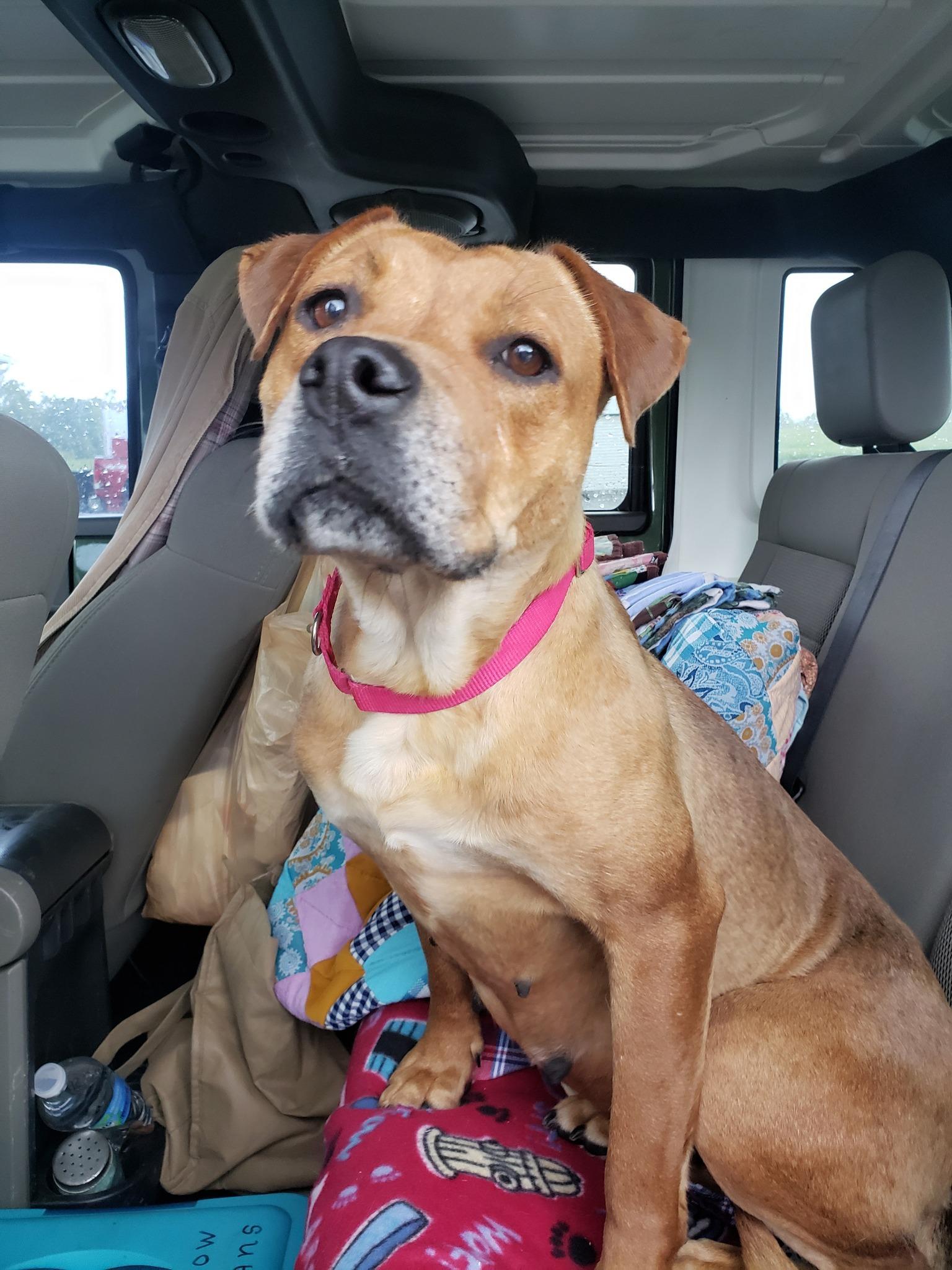 Red, a Adoptable mixed breed in Mount Gilead, OH image 1/2