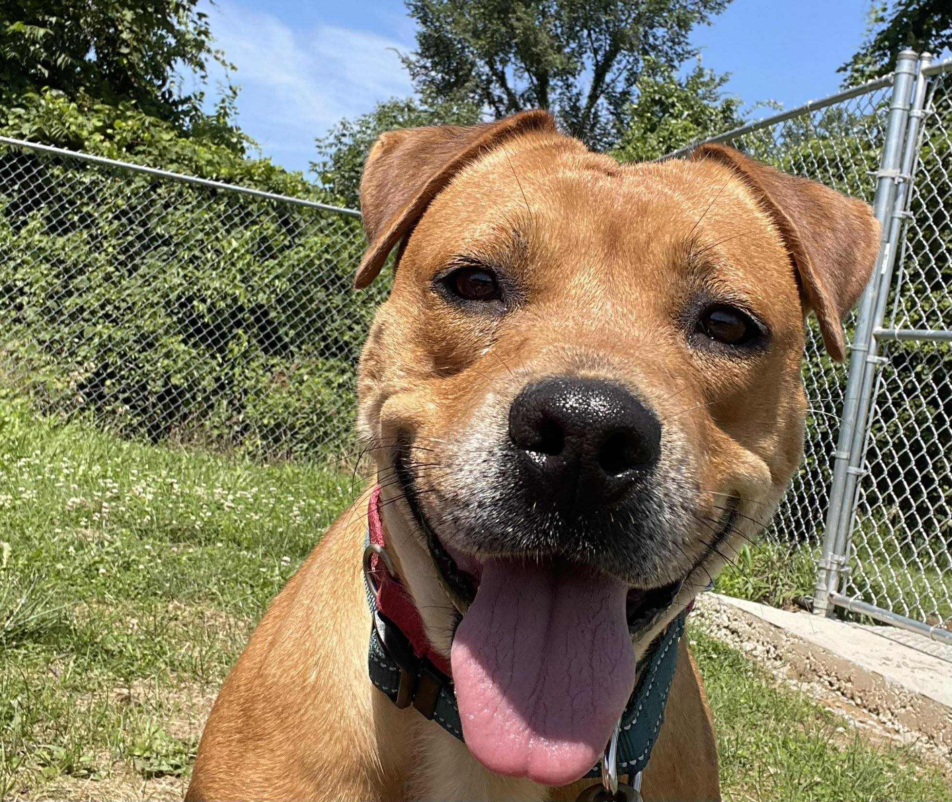Red, Adoptable, Adult Female American Bulldog & Pit Bull Terrier.