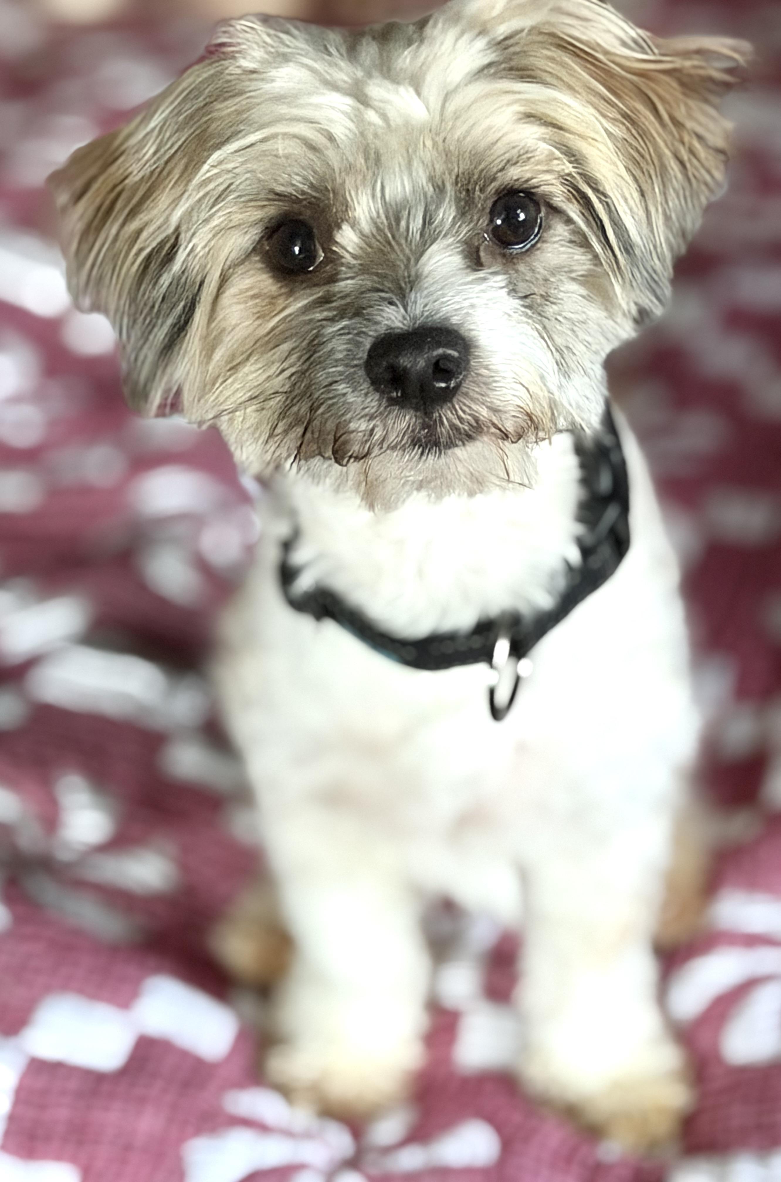 Bluey, adopted, Young Male Havanese & Shih Tzu.