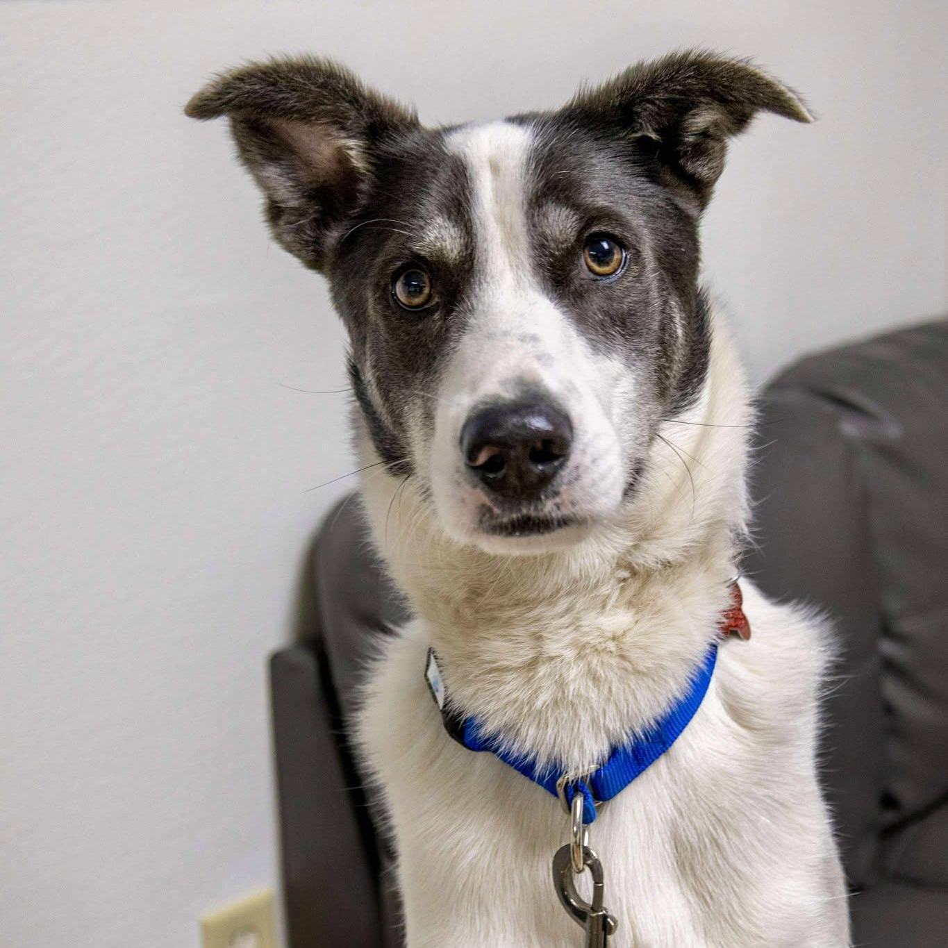 Domino, Adoptable, Adult Male Husky.