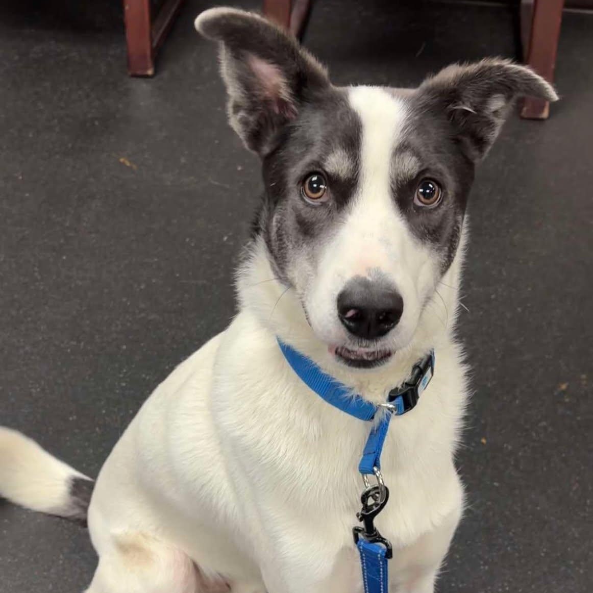 Domino, a Adoptable mixed breed in Valparaiso, IN image 2/4