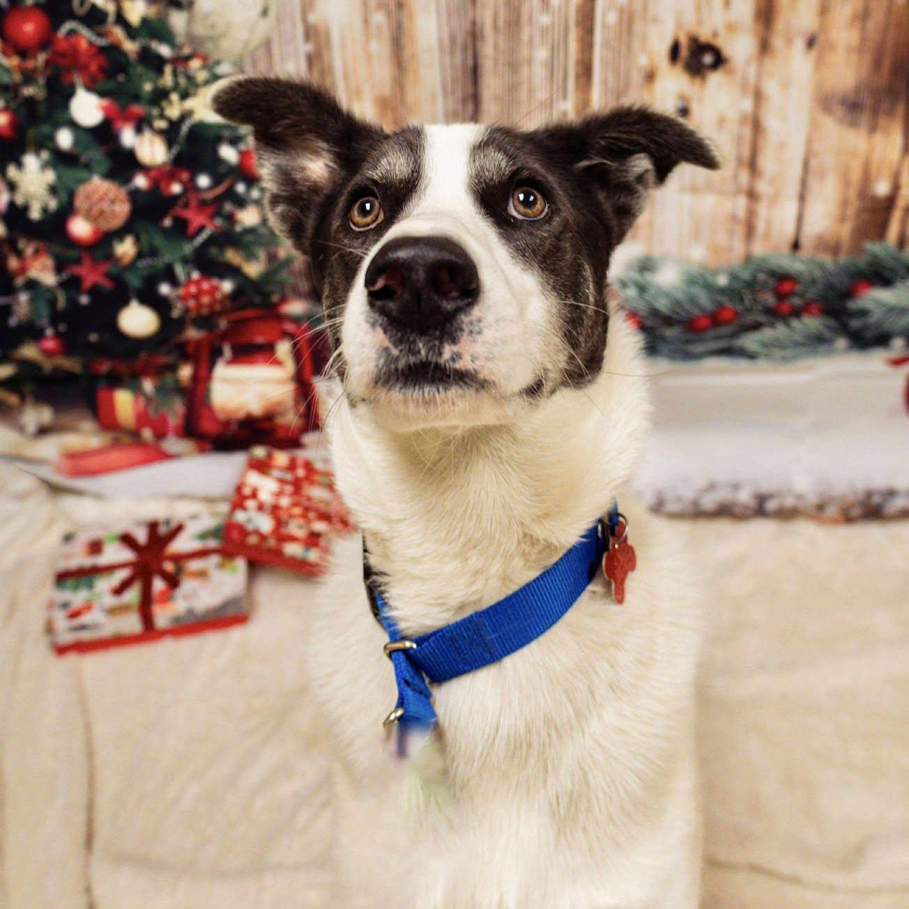 Domino, a Adoptable mixed breed in Valparaiso, IN image 3/4