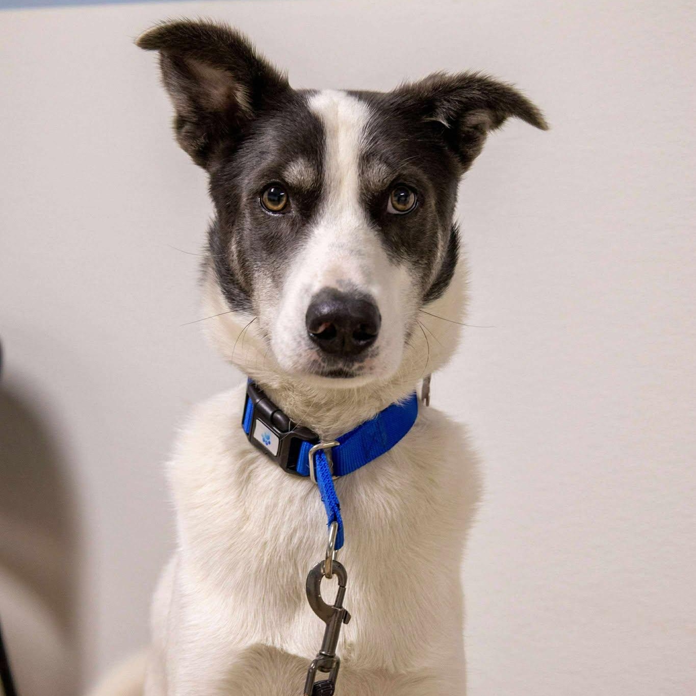 Domino, a Adoptable mixed breed in Valparaiso, IN image 4/4