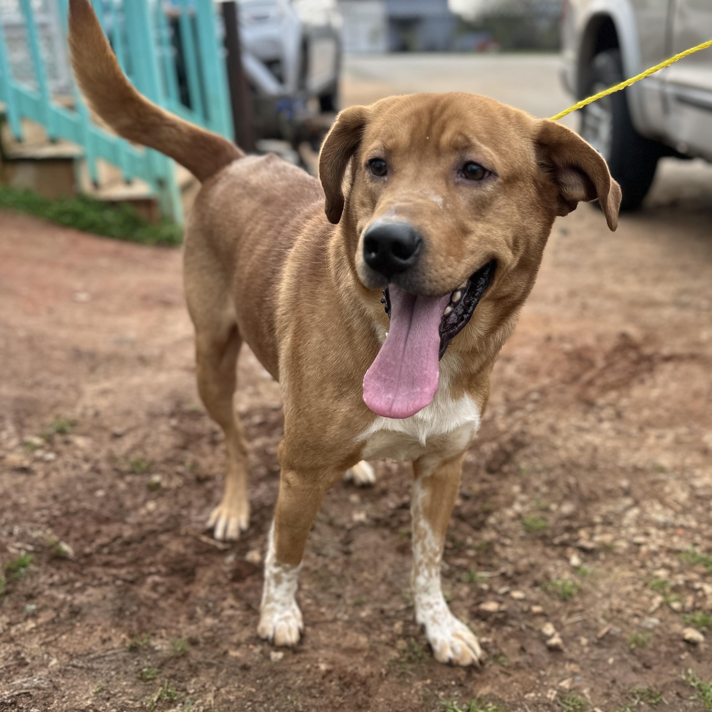 Bandit — thumbnail 4