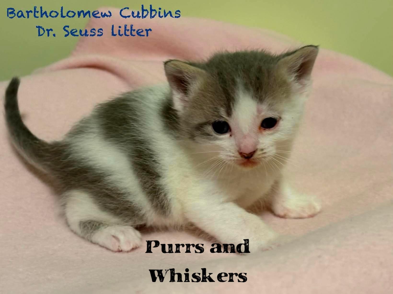 Enlarge Bartholomew Cubbins, a Adoptable Domestic Short Hair in New Hartford, NY image 1/1