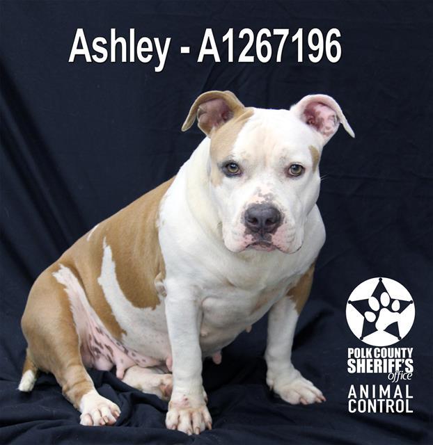 ASHLEY, Adoptable, Adult Female American Bulldog & Mixed Breed.