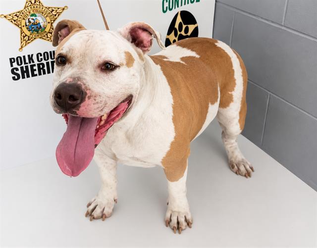 ASHLEY, Adoptable, Adult Female American Bulldog & Mixed Breed.