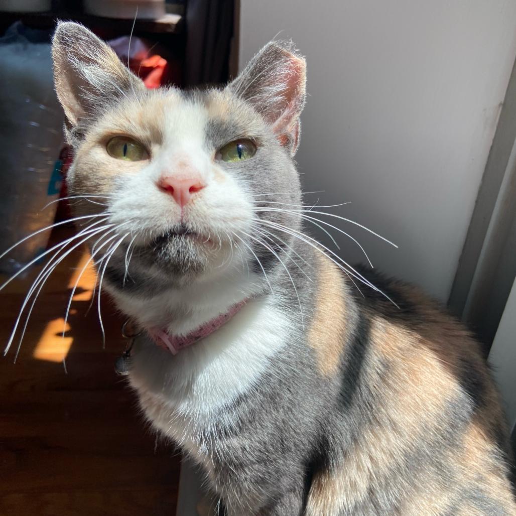 Onyx, Adoptable, Senior Female Domestic Short Hair.