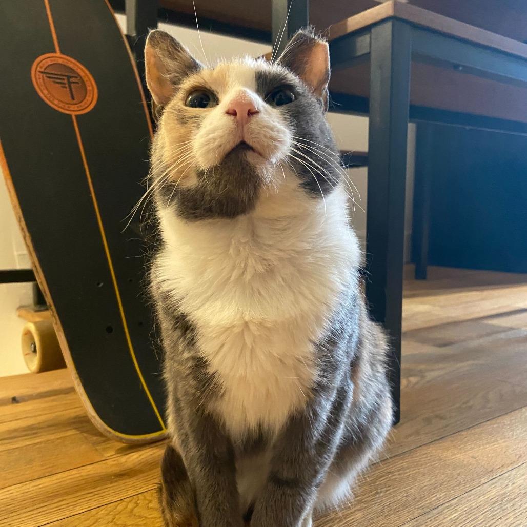 Enlarge Onyx, a Adoptable Domestic Short Hair in New York, NY image 3/6