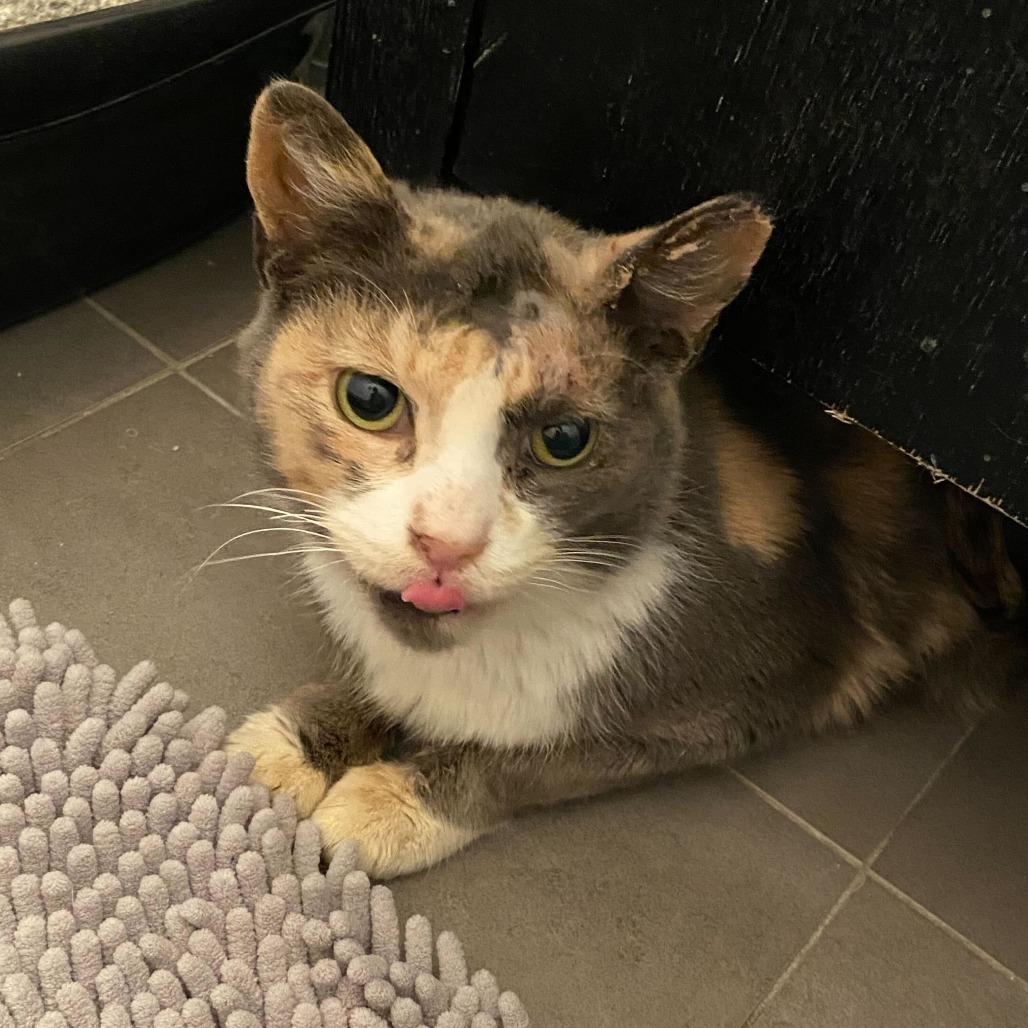 Enlarge Onyx, a Adoptable Domestic Short Hair in New York, NY image 5/6